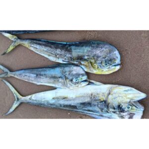Apollo Fish | mahi mahi | అపోలో – From sea to you | Whole fish | 1 KG
