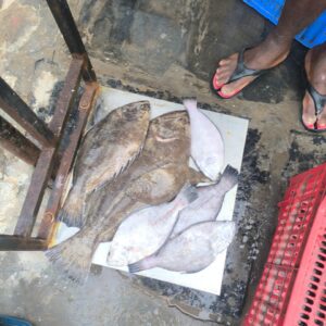 Halibut | athalava | TurbotEddunalika | అదలం | ఎదు నాలిక – From sea to you | Whole fish | 1 KG