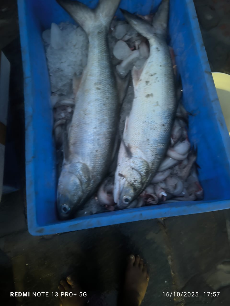 Indian Salmon | Rawas | Gurjali | Thira Vaala | Kora | Maga | మగా చేప – From sea to you | Whole fish | 1 KG - Image 3