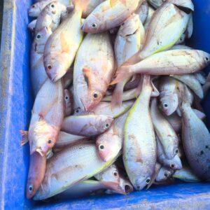 Pink Perch | Gulivinda |  Sankara | గులివింద  –  From sea to you | Whole fish  | 1 KG