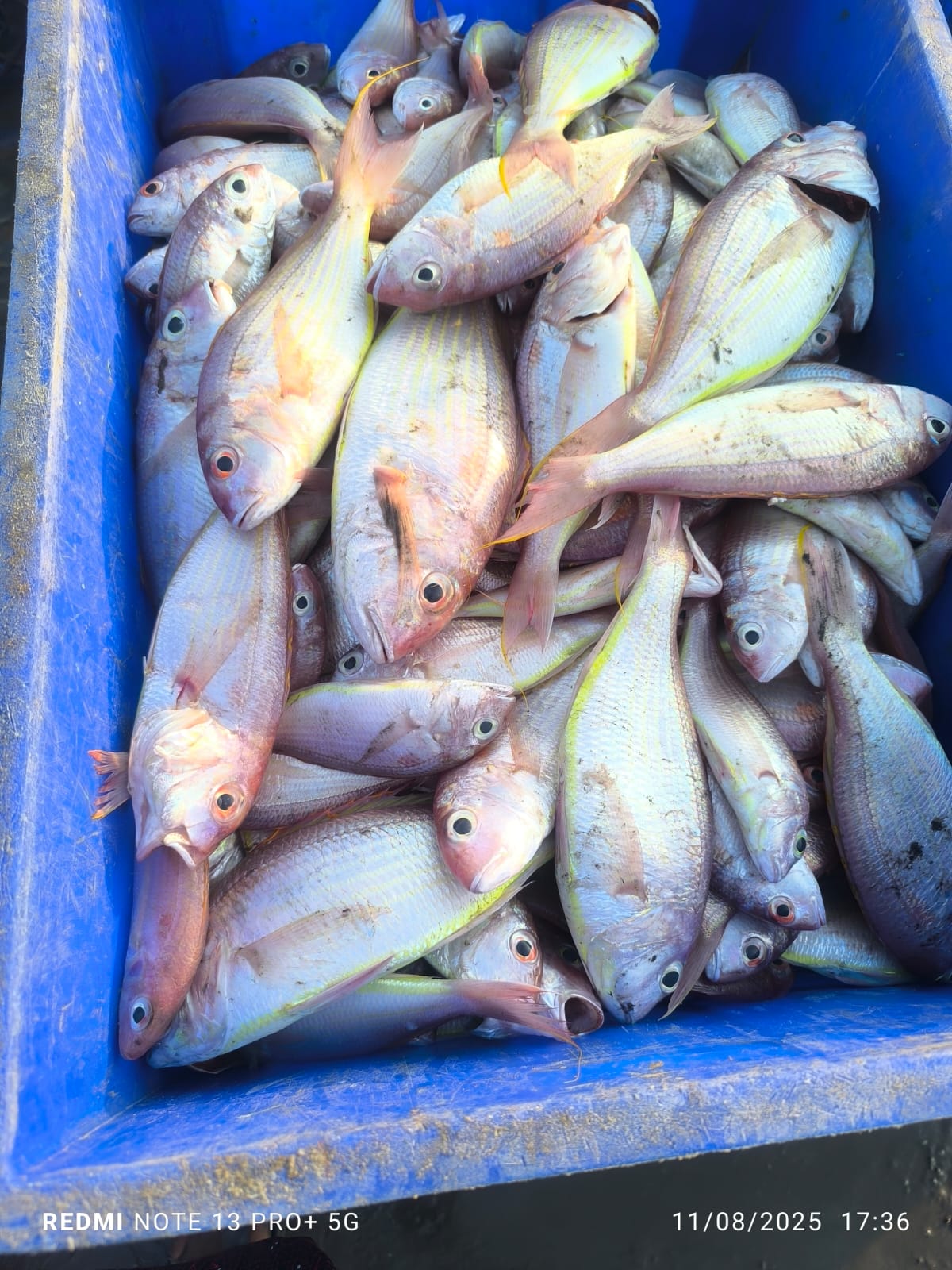 Pink Perch | Gulivinda | Sankara | గులివింద – From sea to you | Whole fish | 1 KG