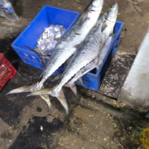 King Fish | Konnam | కోనం – From sea to you | Whole fish | 1 KG