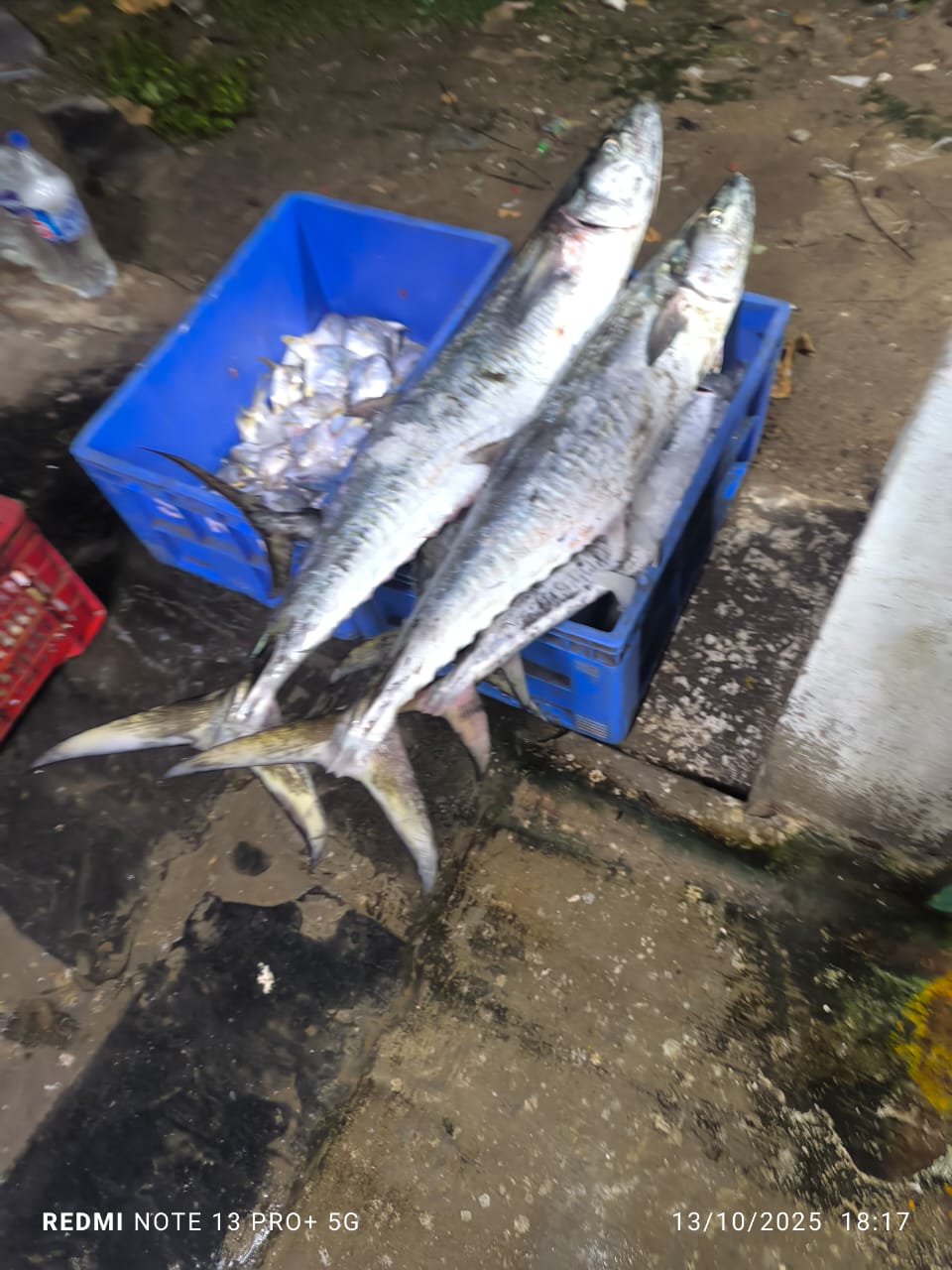 King Fish | Konnam | కోనం – From sea to you | Whole fish | 1 KG