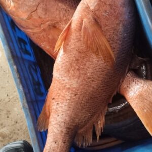 Red Snapper |  రెడ్ గొరక  –  From sea to you | Whole fish  | 1 KG