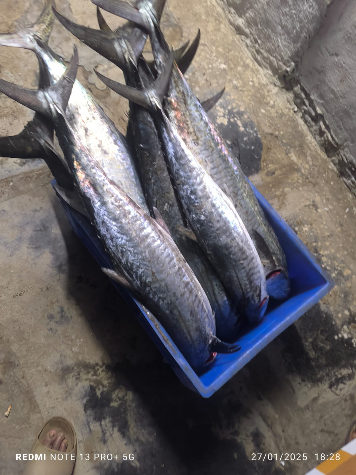 King Fish | Konnam | కోనం – From sea to you | Whole fish | 1 KG - Image 2