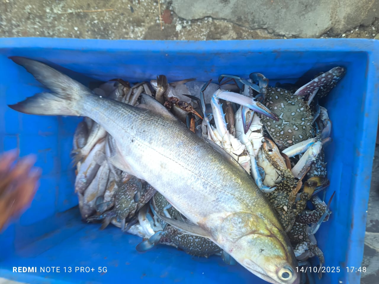 Indian Salmon | Rawas | Gurjali | Thira Vaala | Kora | Maga | మగా చేప – From sea to you | Whole fish | 1 KG - Image 2