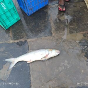 Indian Salmon | Rawas | Gurjali | Thira Vaala | Kora | Maga | మగా చేప – From sea to you | Whole fish | 1 KG