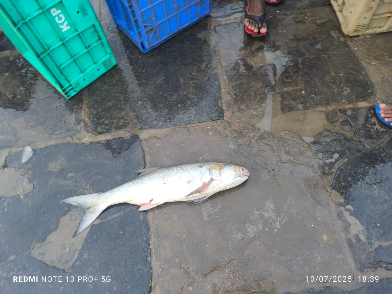 Indian Salmon | Rawas | Gurjali | Thira Vaala | Kora | Maga | మగా చేప – From sea to you | Whole fish | 1 KG