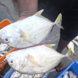Malabar Trevally | para  | బండ పారలు  –  From sea to you | Whole fish  | 1 KG