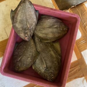 Black Pomfret | Nalla Chanduva | నలుపు చందువ – From sea to you | Whole fish | 1 KG