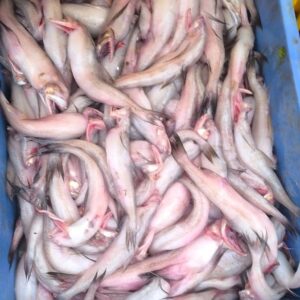 Bombay Duck | Bummalo | Vanamattalu | చుక్కల చావలు – From sea to you | Whole fish | 1 KG