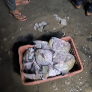 Chinese Pomfret | Chanduva | చైనీస్ పాంఫ్రెట్ – From sea to you | Whole fish | 1 KG