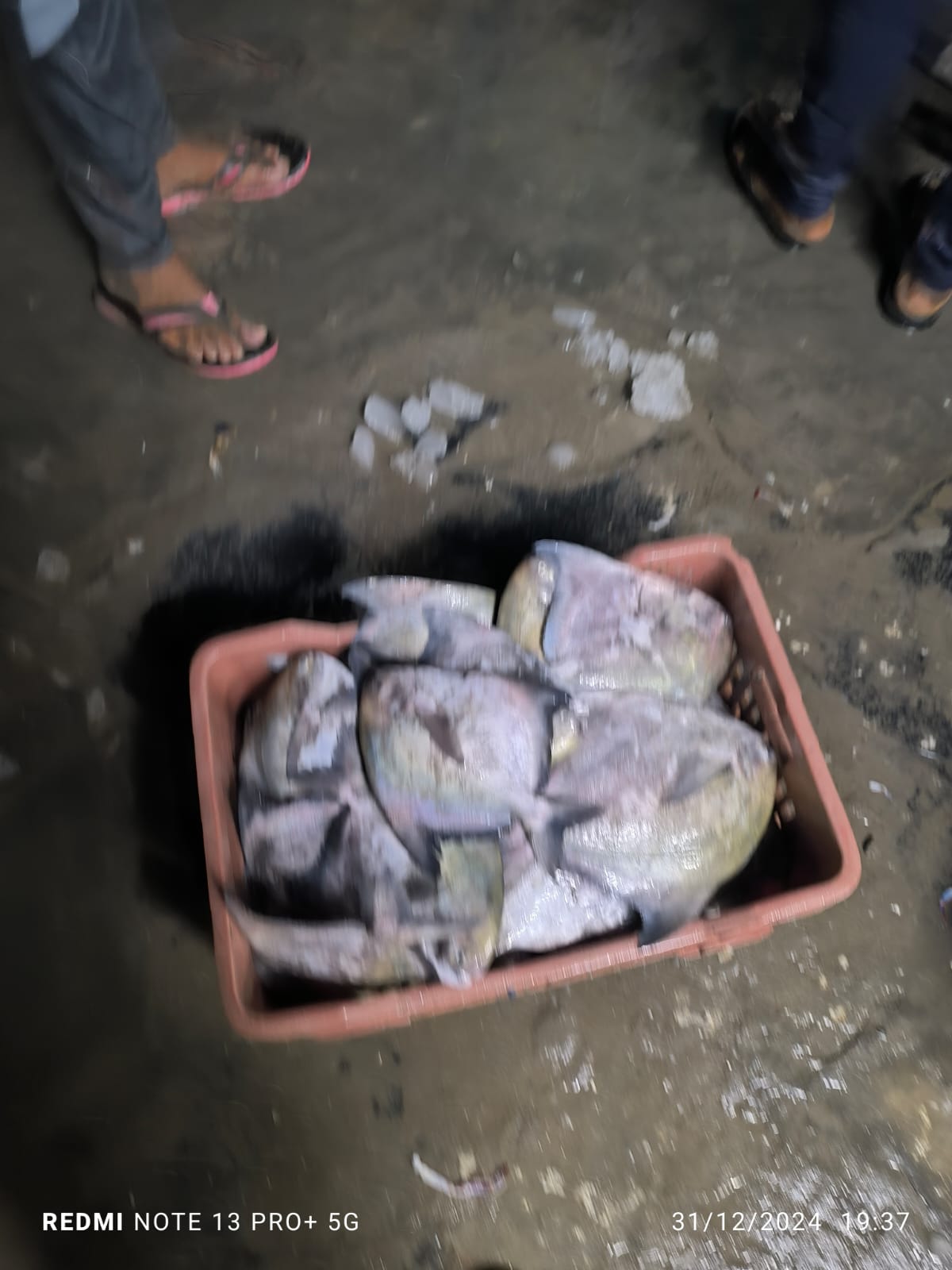 Chinese Pomfret | Chanduva | చైనీస్ పాంఫ్రెట్ – From sea to you | Whole fish | 1 KG