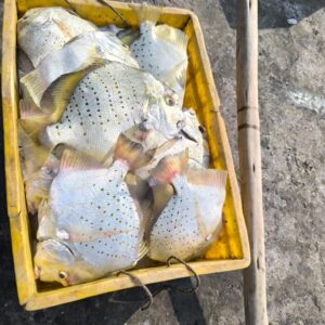 Silver Belly | Pony Fish | చందువా కారా - – From sea to you | Whole fish | 1 KG