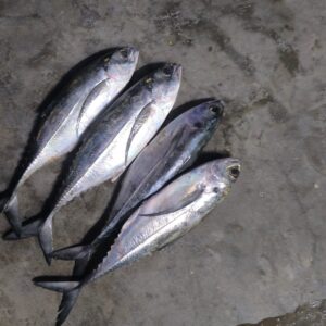 Silver Biddy | Horse Mackerel | గొటం పరాలు – From sea to you | Whole fish | 1 KG