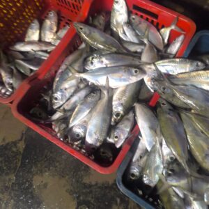 Kanagarthalu |  Indian Mackerel  |  Bangda  | Ayala | కానా గంతలు –  From sea to you | Whole fish  | 1 KG