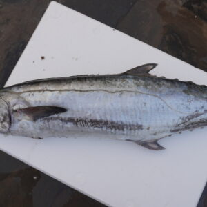 Seer fish | Vanjaram | వంజరం – From sea to you | Whole fish | 1 KG