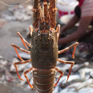 Lobsters |  Spiny Lobster | Rock Lobster | లాబ్స్టర్ –  From sea to you | Whole fish  | 1 KG