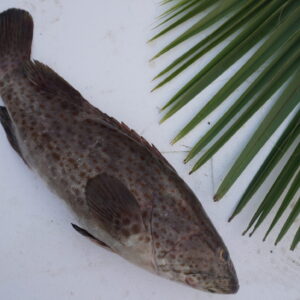 Grouper | Moori | chukkala bonthu | మురి – From sea to you | Whole fish | 1 KG
