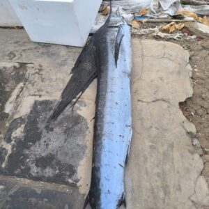 Sailfish | Nemalipuri konemu | నెమలి పురి కొనేము  –  From sea to you | Whole fish  | 1 KG