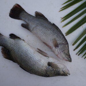 Pandugappa | sea boss | betki |sea bass | పండుగప్ప  –  From sea to you | Whole fish  | 1 KG