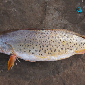 Croacker | Puli Panna | Gorasa | చుక్కల గొరస | పులి పన్నా – From sea to you | Whole fish | 1 KG