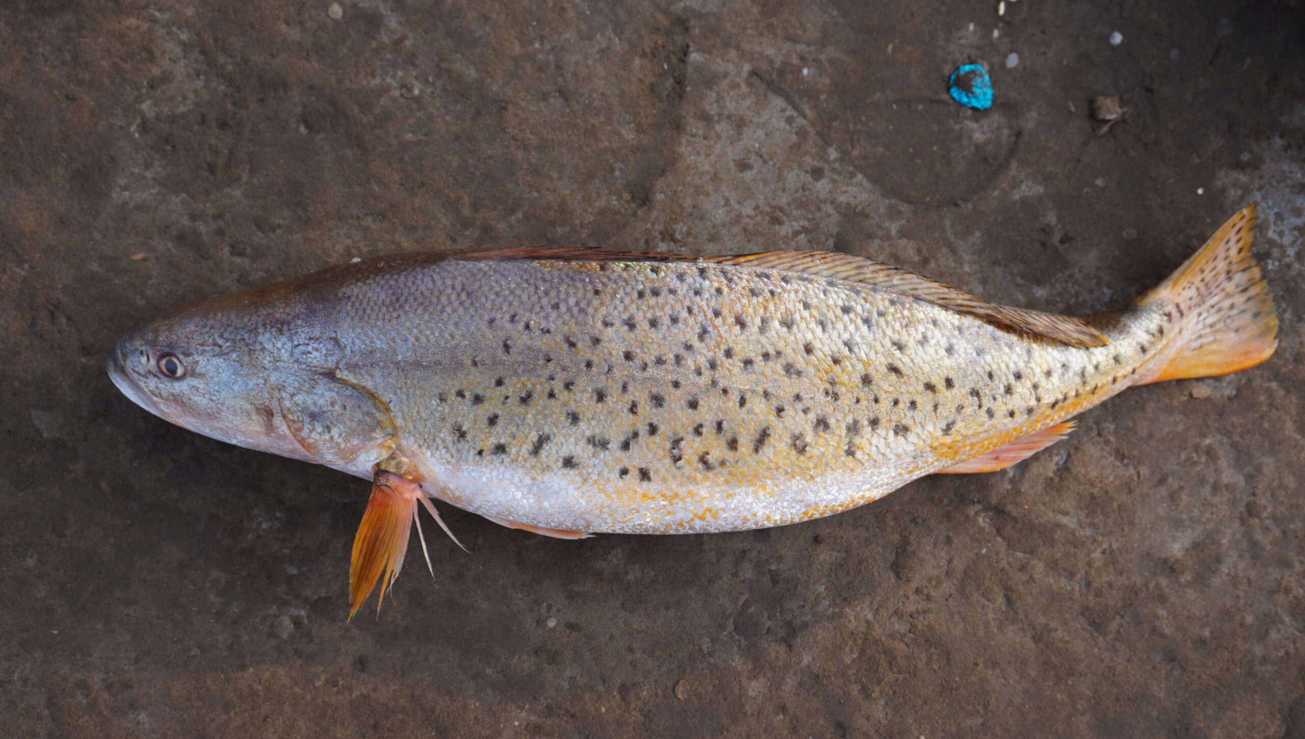 Croacker | Puli Panna | Gorasa | చుక్కల గొరస | పులి పన్నా – From sea to you | Whole fish | 1 KG