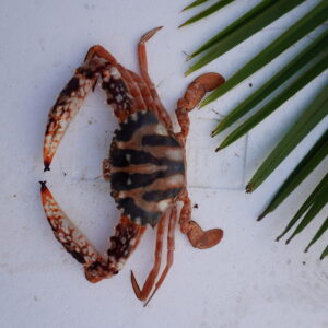 Red Crabs | Kakda | ఎర్ర పీతలు – From sea to you | Whole Crabs | 1 KG