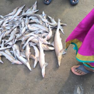 Shark | sora chepa | సొర చేప –  From sea to you | Whole fish  | 1 KG