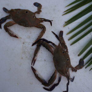 Three Star Crabs | Three spotted crabs | Kakda | త్రి స్టార్ పీతలు – From sea to you | Whole Crabs | 1 KG