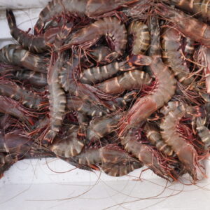 Sea Tiger Prawns | Gaju royyalu | గాజు రొయ్యలు – From sea to you | Whole Prawns | 1 KG