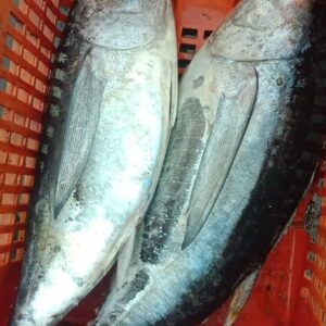 Tuna | Skipjack | Yellowfin Tuna | టూనా – From sea to you