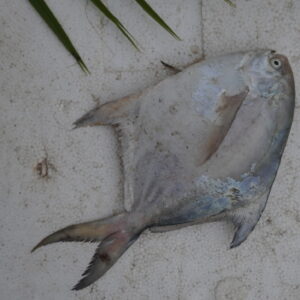 White Pomfret | Chanduva | తెల్ల చందువ – From sea to you | Whole fish | 1 KG