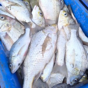 Grunter | white snapper | Silver Grunt | Pandu Goraka | పండు గొరక – From sea to you | Whole fish | 1 KG