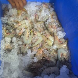 Sea White Prawns | Tella Royalu | తెల్ల రొయ్యలు – From sea to you | Whole Prawns | 1 KG