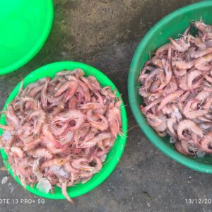 Red Sea Prawns | Red Kalanda | రెడ్ రొయలు – From sea to you | Whole Prawns | 1 KG