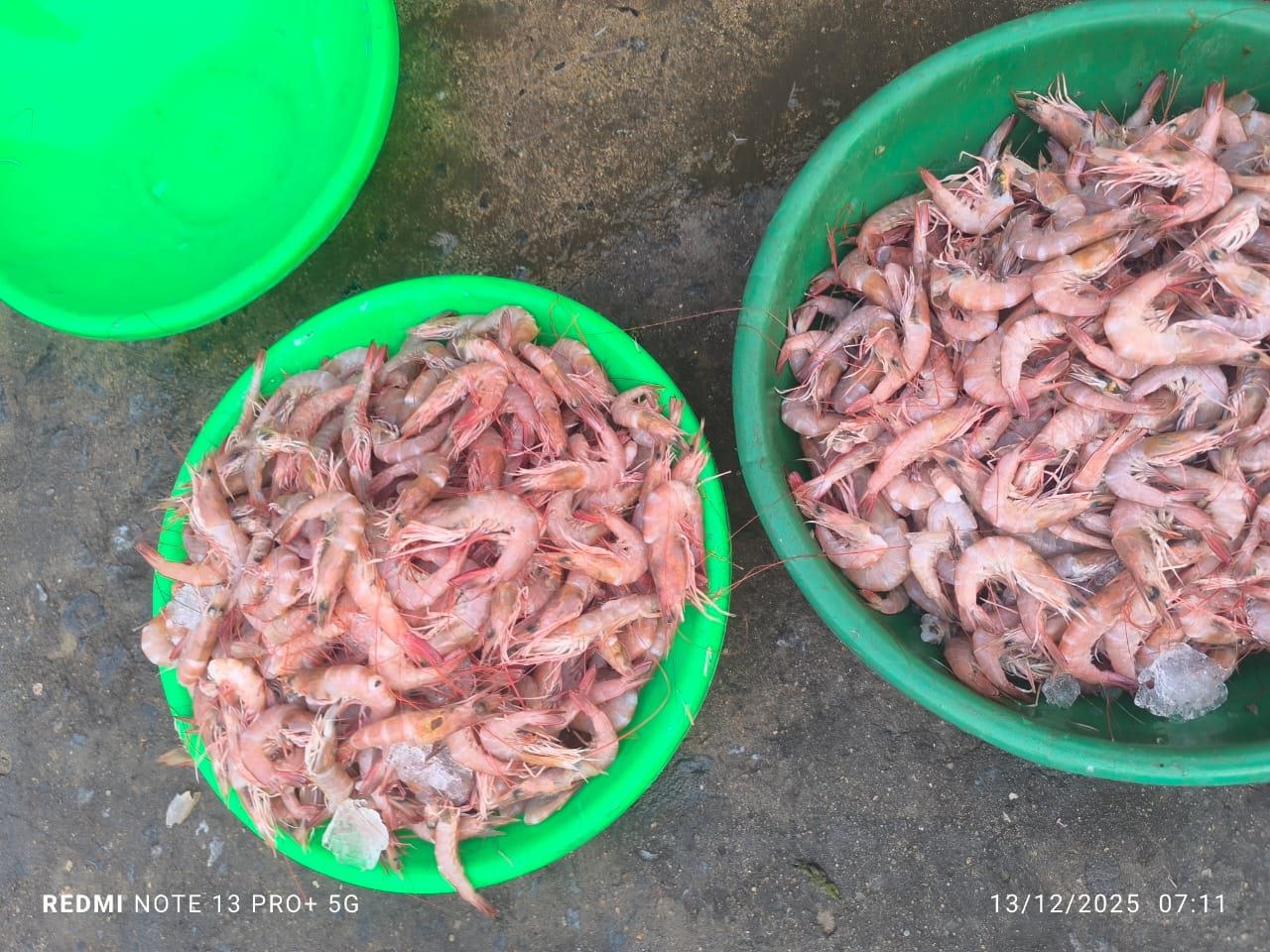 Red Sea Prawns | Red Kalanda | రెడ్ రొయలు – From sea to you | Whole Prawns | 1 KG