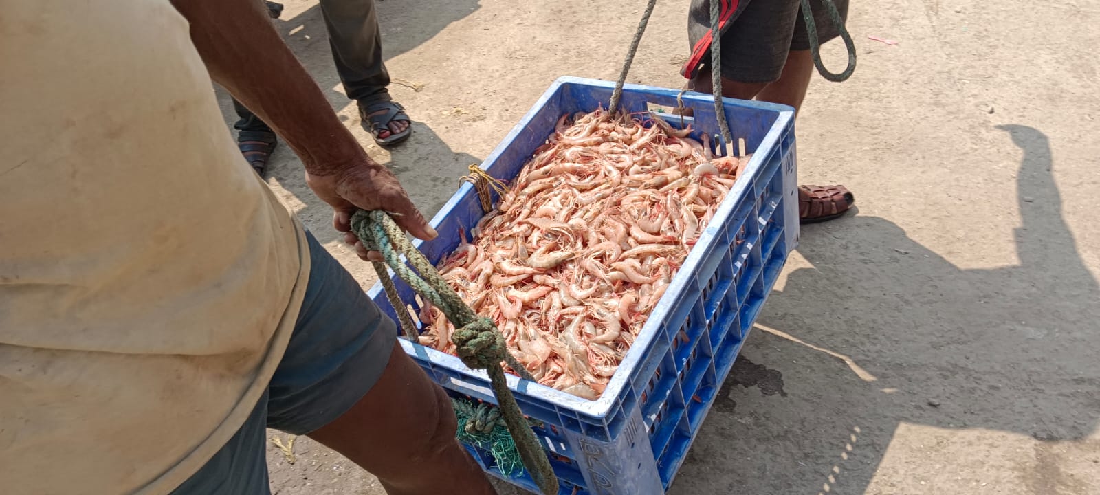 Red Sea Prawns | Red Kalanda | రెడ్ రొయలు – From sea to you | Whole Prawns | 1 KG - Image 2