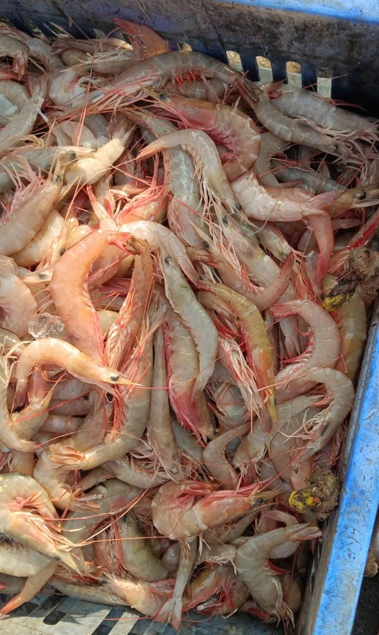 Red Sea Prawns | Red Kalanda | రెడ్ రొయలు – From sea to you | Whole Prawns | 1 KG - Image 3