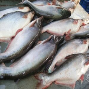 Basa Fish | Pungus | పంగస – Fresh Water Fish | Whole fish | 1 KG