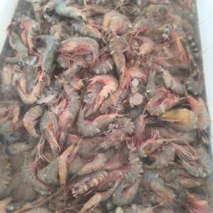 Sea Prawns | Gulla Royalu | Samudri Jhinga | Raatu | Chemmeen – From sea to you | Whole Prawns | 1 KG